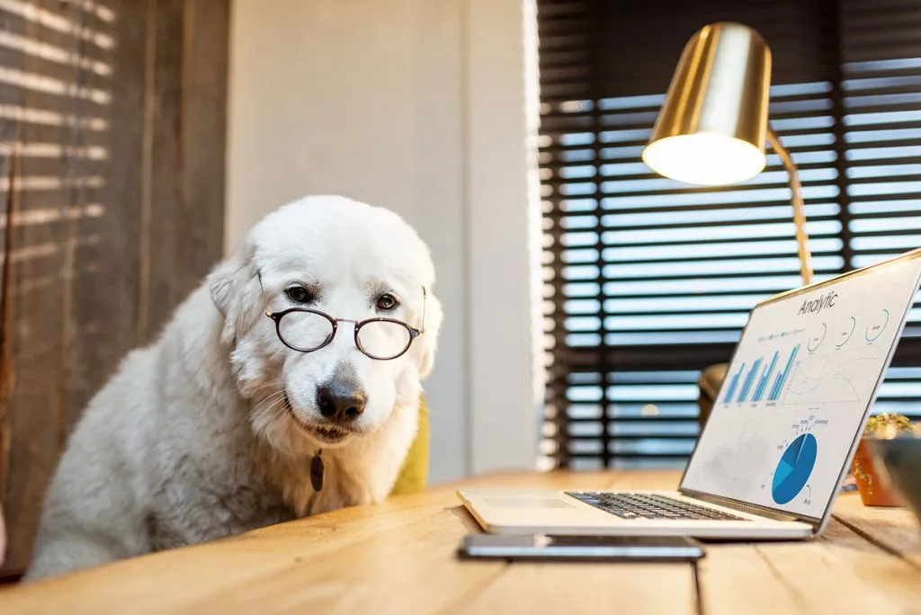 Ein Golden Retriever mit Hornbrille sitzt an einem Schreibtisch mit Laptop und analysiert die Suchmaschinenoptimierung (SEO).